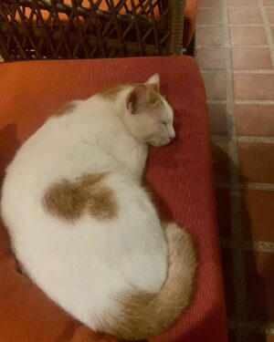 Cali Sheldon Instagram - every time i see a cat i get so excited