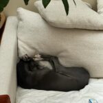 Camélia Jordana Instagram - En parallèle de l’inquiétude permanente ( mot microscopique bien loin du réel, puisque des mots, il n’y en a plus ) du risque de g*nocide en cours à G*za, j’essaie plein de choses. D’abord, me documenter, lire, regarder, écouter le plus possible. Je fais aussi des gros câlins à Pepper, c’est assez radical et instantané. Je fais du sport, je vois des gens au cœur large, des gens que j’aime. Des gens qui savent, qui voient, et qui sont dans l’action. J’essaie à ma toute toute toute petite échelle de l’être tant que possible. Je vous en parle bientôt d’ailleurs. Je me transforme encore en d’autres femmes, résistantes parfois, le temps d’une image. Je pense à elles toutes. Aux otages. Aux autres aussi. Je prie. Et je pense à vous. Et toi ? Dis-moi en commentaire comment tu deales avec le risque de g*nocide en cours à G*za ? I mean it. CEASEFIRE NOW 🍉