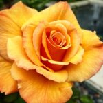 Camilla Belle Instagram - 🐥🏀👯‍♀️🥚👶☕️🌹