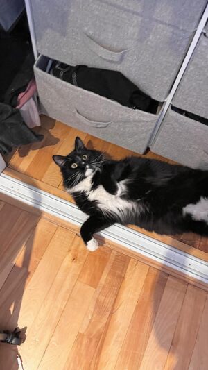 Camille Felton Instagram - J’suis sur le bord d’acheter des caméras de surveillance pour voir s’il fait pas des partys quand j’suis pas là 😭 #humour #qc #chat