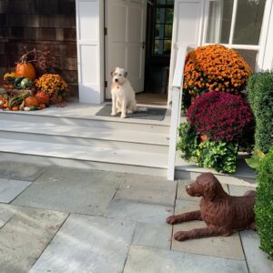 Candice Bergen Instagram - This dog here won’t even SPEAK to me. He is a big fat ZERO.
