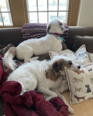 Candice Bergen Instagram - Lloyd and Bruce wish you Happy Valentine’s Day.