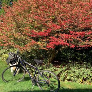 Candice Bergen Instagram - This plant is beautiful but has an unfortunate name. Uotamus and I have no clue how to spell it. The bike is rusty and twenty-two years old and it is trying to kill me because I’m too old to ride a bike. I know Goldie Hawn still rides a bike and we’re the same age but clearly different species. I am going to run the bike over with my car.