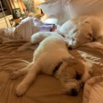 Candice Bergen Instagram - SLEEPING DOGS…LET THEM LIE.