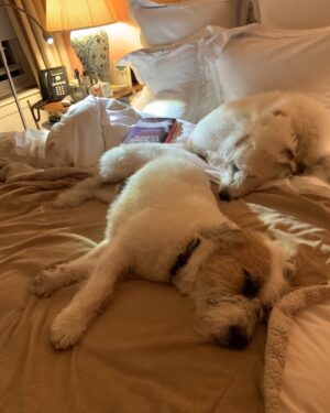 Candice Bergen Instagram - SLEEPING DOGS…LET THEM LIE.