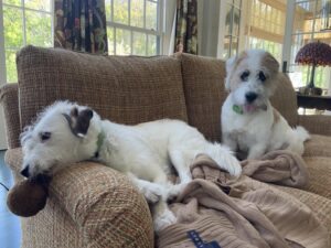 Candice Bergen Instagram - THE BROTHERS. Bruce and Lloyd. On a break from tug ‘o war.
Connecticut