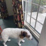 Candice Bergen Instagram - She loves it here cause it’s quiet. Doesn’t she remember I’m a CITY DOG??!!! Oy.