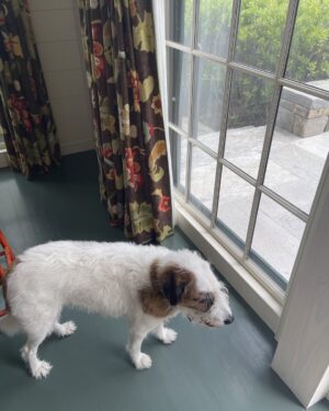 Candice Bergen Instagram - She loves it here cause it’s quiet. Doesn’t she remember I’m a CITY DOG??!!! Oy.
