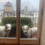 Candice Bergen Instagram - Bruce and Lloyd out for a bit of fresh air. We are dog-sitting Lloyd for five days and it has made our house come alive. He is a dog with a huge personality. You can hear his bark in the lobby.