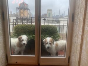 Candice Bergen Instagram - Bruce and Lloyd out for a bit of fresh air. We are dog-sitting Lloyd for five days and it has made our house come alive. He is a dog with a huge personality. You can hear his bark in the lobby.