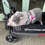 Candice Bergen Instagram - In front of Chinois, Venice California. Advertising pig. For restaurant that serves pork chops.