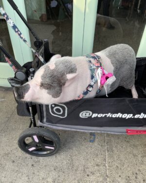 Candice Bergen Instagram - In front of Chinois, Venice California. Advertising pig. For restaurant that serves pork chops.