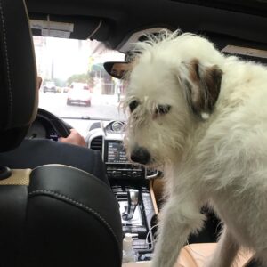 Candice Bergen Instagram - Bruce in his customary co-pilot position for a ride to Connecticut