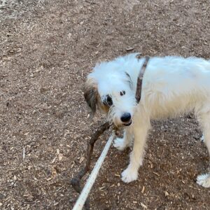 Candice Bergen Instagram - Walk softly and carry a big stick