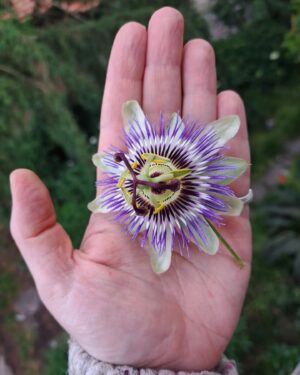 Capicua Instagram - Para começar um processo criativo é preciso estar sensível à beleza a do mundo. 
É como estrear um caderno novo: começamos sempre com a nossa melhor caneta 💞