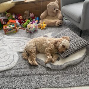 Carley Stenson Instagram - It’s been a busy week and only a pillow will do 🐶❤️ our boy x adore you B ❤️❤️❤️❤️