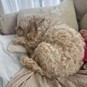 Carley Stenson Instagram - It’s been a busy week and only a pillow will do 🐶❤️ our boy x adore you B ❤️❤️❤️❤️