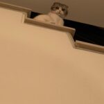Carlson Young Instagram - Arwen watching humans do laundry from the top stair is the content we deserve
