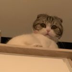 Carlson Young Instagram - Arwen watching humans do laundry from the top stair is the content we deserve