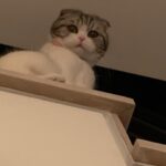Carlson Young Instagram - Arwen watching humans do laundry from the top stair is the content we deserve