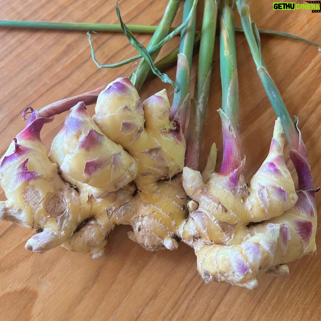 Carly Simon Instagram - Look at this beautiful ginger from the garden!! First year growing here at Hidden Star Hill✨🫚