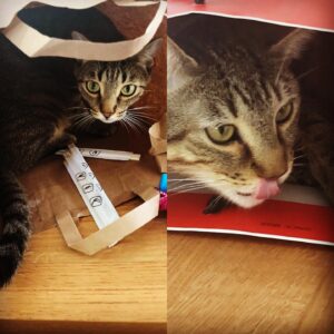 Carmen Porter Instagram - Vuestros gatos se meten en cualquier bolsa que encuentran? Cuarto y Milenio siiiii!!!!