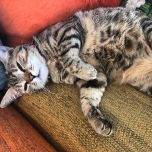 Carmen Porter Instagram - No son horas de despertarme!!! Miauuu😸😸😸