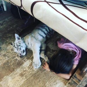 Carmen Porter Instagram - Dos cachorros de distintas especies echando la siesta!!! Un día os contaré como este cachorrito de tigre blanco ha logrado sobrevivir gracias a @faunayaccion
