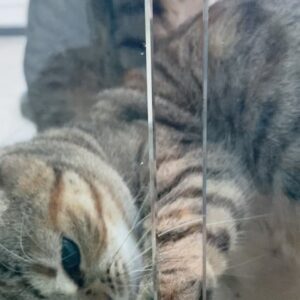 Carmen Porter Instagram - La gata montesa siempre al ataque!!!! El otro pobre, uno de los hermanos que nos encontramos en plató, no sabe ni qué pasa!!!#cosasdegatos