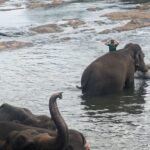 Carmen Arrufat Instagram - Ni una semana aquí y ya es de lejos una de las experiencias más increíbles de mi vida Difícil expresar con palabras lo que estoy viviendo y sintiendo Muy muy agradecida 🌀❤️🐘🇱🇰