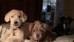 Carolyn Hennesy Instagram - Best friends.