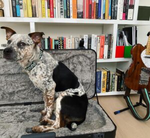 Carrie Brownstein Instagram - He’ll need a different carrying case but I applaud the effort. [Update: for those asking, Banjo is an Australian Cattle Dog and Pit mix.]