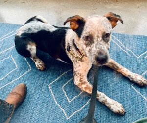 Carrie Brownstein Instagram - This is Banjo. I adopted him from the wonderful @pnwcattledogrescue. I’d describe him as a jock who loves to cuddle. He is very smart and athletic but also loves his naps and sitting atop the heating vent. He is covered in both chocolate chips and cookie dough. 🐶