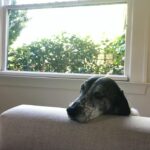 Carrie Brownstein Instagram - Back to the content I prefer.
