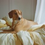 Casimere Jollette Instagram - film from this past week of bearing the cold ౨ৎ⋆ ˚ ❆｡⋆⁺₊❅.⋆ ˚｡⋆₍ᐢ. ༝ .ᐢ₎⋆ ˚｡⋆