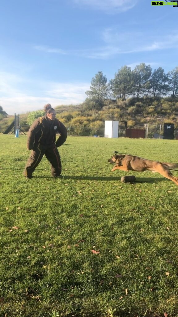 Cat Zingano Instagram - When being athletic goes right, and goes wrong! 😂 Would you ever take a bite from a protection dog? @marvel_k9 #servicedog #marvelk9 #boardandtrain #Temecula