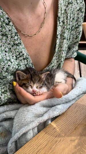 Catarina Perez Instagram - Lições de vida muito lindas e importantes que os bichinhos nos dão 🐱🩷🐶 obrigada a todos pelo apoio nesta jornada imprevisível de acolhimento de gatinha bebé 🥰