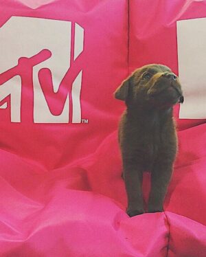 Catarina Perez Instagram - parabéns ao meu melhor migo piki que já faz 8 aninhos e se eu pudesse pedir um desejo seria continuar a tê-lo como companheiro para o resto da vida 🩵🐶