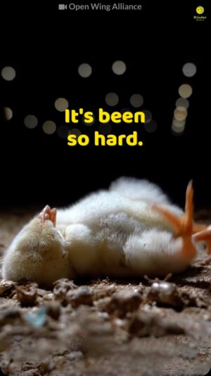 Catherine Chau Instagram - 💔 Why do they have to suffer like this? 😭😭😭😭😭😭
Posted @withregram • @kinder.world Where are you mommy? 💔