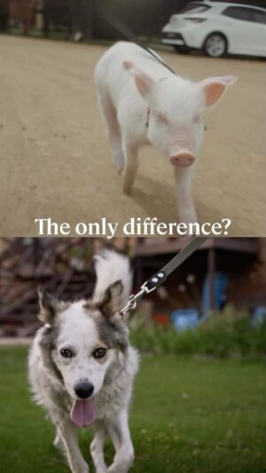 Catherine Chau Instagram - 🙈🙉🐵🙊Posted @withregram • @animalsaustralia Our thinking has been shaped by those before us - those who categorised some animals as ‘friends’ and others as ‘food’. But if you stop and think for yourself... what do you see?