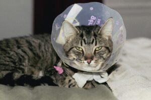 Catherine Ethier Instagram - Bon alors MA GRIVE. Horace, le chat de mes merveilleux amis @lesortdesfleurs et @alexandre0forest a de gros soucis de santé (non mais regarde sa petite bouille, il a le petit tube nasal et la colerette du désarroi félin et malgré tout, il se laisse flatter comme une véritable andouille, doux comme un agnelet 🐑).

Un Gofundme est déjà en place pour aider ce vieux cresson (lien dans ma bio).

SINON 🤡🧶
Rebecca, fée de la laine, tricote de sublimes balaclavas tels que portés lors de ce shooting foudroyant de grâce (le solo d’Alexandre est de calibre patrimoine de l’Unesco) et quand t’as ça sur la noix, tu te sens illico TRANSPORTÉE SUR LA CROISETTE #absolument 

🧶 Chaque cagoule est tricotée main avec de la laine canadienne chaude comme une bonne brioche du dimanche matin
🧶 Elles se détaillent à 90$ chacune
🧶 Plusieurs couleurs sont disponibles
🧶 Chaque don contribue à sauver Horace et en plus, regarde comme tu auras fière allure pour aller acheter tes oignons jaunes ♥️

Pour t’en procurer une, visite @lesortdesfleurs , tous les liens sont dans sa bio (pis dans la mienne si t’es pas sorteuse).

Merci ♥️🌷♥️🌷♥️