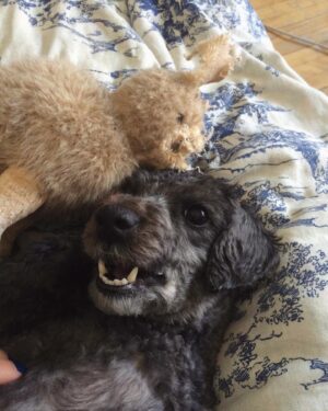 Catherine Ethier Instagram - Hier, vers 16h30, le Boubi est parti. À 6 jours de ses 15 ans, ma poupée s’est endormie sous un dôme de pins, dans le parc qu’elle aimait plus que tout, avec les oiseaux, les petits animaux, la brise fraîche, mais surtout, avec les personnes qui l’aimaient le plus au monde, Philippe et ma mère. Comme un petit oiseau de laine. Stella, le grand, grand amour, m’aura appris tant de beauté. Tant de douceur. De chaleur. Petite, elle déposait des offrandes sur ma tête quand je dormais. Des biscuits. Ses jouets. Une gauffre Highschool musical. Je me suis même, une fois, réveillée avec son plus cher trésor déniché dans la poubelle de la cuisine sur St-André, une fière carcasse de poulet de la veille (le pactole). Cette petite fille m’a tant fait rire. Elle était sautillette, têtue comme pas une, la meilleure cacheuse de cookies du Plateau, si intelligente et sensible, comédienne sur pilotis. L’odeur de son petit pompon de tête après une promenade d’hiver me manquera tant. Son départ me dévaste, mais il fait partie de chaque grande histoire avec un animal. C’est d’une infinie beauté. C’est une symphonie. Elle m’a accompagnée de mes 27 à mes 42 ans, a chanté chaque tonalité de mon cœur, m’a sauvé la vie. Si vous avez la chance d’adopter un animal, que vous avez du temps et de l’amour plein la poche de blouse, n’hésitez jamais. C’est la plus belle et la plus douce aventure qui soit. Le croquignol, le Boubissimo, le vieux cresson, ma petite mitaine, mémère Pompon, mon doux soleil, je t’aime. Je ne t’oublierai jamais, ma belle fille. Comme l’a un jour dit le poète Christian Vézina, avec tant de justesse, j’ai le cœur gros, mais frisé ♥️🩷