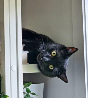 Catherine Francoeur Instagram - Photo dump de juillet 🫶🏻🩷
Pas vous mentir, j'adore ce genre de post simple avec mes photos préférées du mois !
1. Le retour du soleil après une averse 
2. Monsieur chat fou 🐈‍⬛
3. Petit plaisir de voir une coccinelle dans ma cour 🐞
4. Coquinette chez Maison Lavande
5. Conciliation travail-famille "tournage pas de garderie encore" 👨‍👩‍👧
6. Food food food 🍝🍷
7. Passion brunch 🥞
8. Et que serait un photo dump d'été sans crème glacée ? 🙌🏻
9. L'un des nombreux orages qui ont ravagé notre cour arrière... Au revoir, parasol et plantes 🥲💔
