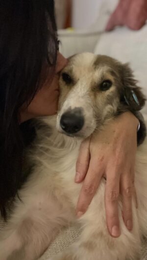 Cécile Consul Instagram - Adoption au premier regard 🐕♥️

Merci au @ranchbeldisterilisation et à @instasow qui font un travail merveilleux pour ces chiens du Maroc 
 Programme TNVR 

#maroc #marrakech #ranchbeldisterilisation #adoption #doglover