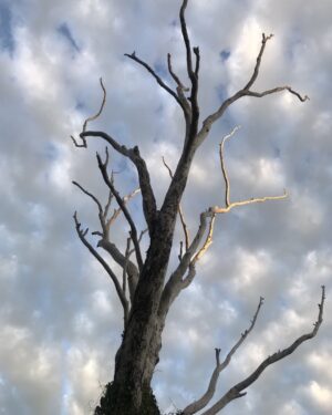 Celia Ireland Instagram - The tree, the sky. That is all x