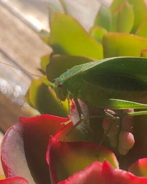 Celia Ireland Instagram - This dear little grasshopper sat with me this morning for quite a long time, so beautiful, so tiny but such a unique force, stopped me in my tracks. Love to all, hope you can find time to be stopped ‘in your tracks’ xxx