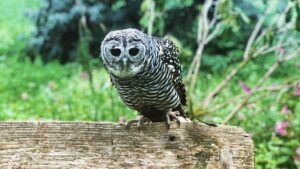 Celina Sinden Instagram - Made some new mates. #owls