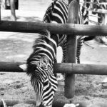 Ceren Taşçı Instagram - İnsanoğlu zebra misali