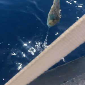Chabeli Sastre González Instagram - Ogni volta che possiamo aiutiamo gli animaletti, e non solo ,da tutte quelle trappole inquinanti che sono nell’ambiente 
Che sia raccogliendo un sacchetto  di plastica dal suolo piuttosto che pulendo un’intera spiaggia non ha importanza 
È la coscienza del gesto che ha potere, è già il fatto di guardarsi intorno non dando per scontato che lo farà qualcun’altro al posto nostro. 
♥️🐙🐢🦉