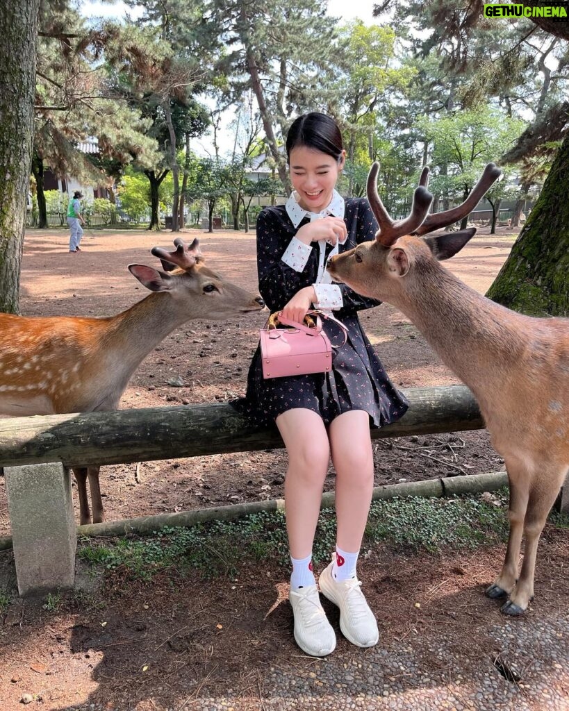 Chanidapa Pongsilpipat Instagram - ภาพที่มีเสียง 🦌~ เลื่อนรูปถัดไป #narapark #naradeer #naradeerpark #nara #japan #ChaniInAsia #FlatFF0634 #gucci